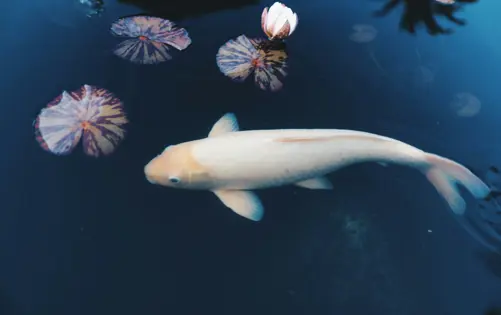Serene koi pond with a pale golden fish swimming among lily pads and reflections on calm dark water.