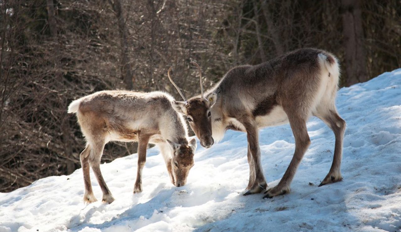 Two reindeer standing close together on a snowy slope, with a forest of bare trees in the background.