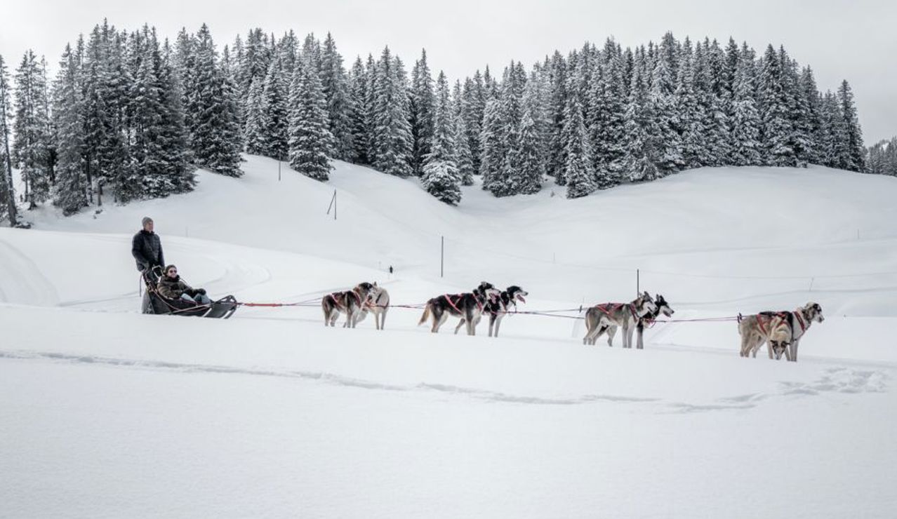 A team of sled dogs pulling a sled with two people across a snowy landscape, surrounded by snow-covered pine trees under an overcast sky.